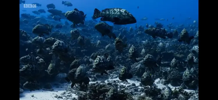 Camouflage grouper (Epinephelus polyphekadion) as shown in Blue Planet II - Coral Reefs